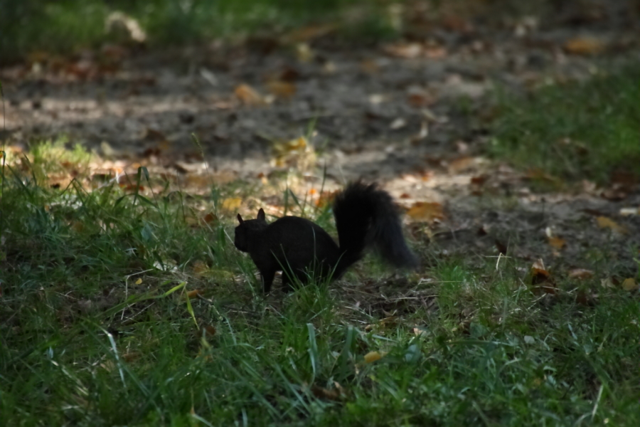 2013 09 20 HTP 09680